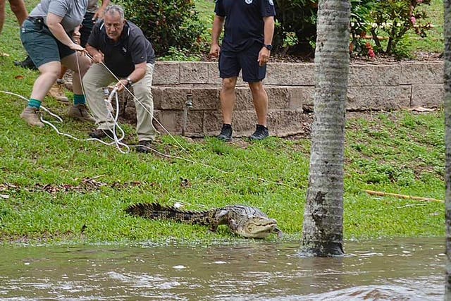 <p>A crocodile is  wrangled from floodwaters in the Northern Queensland town of Ingham</p>