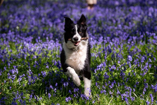 A group of uniquely gifted dogs have been found to know the names of multiple toys (Jacob King/PA)