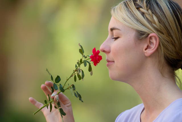 <p>Study finds number of smells humans can distinguish is still unknown</p>