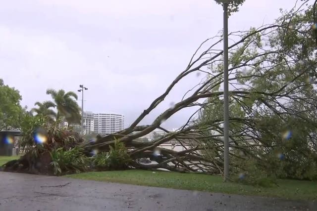 <p>This image made from video show uprooted trees in Cairns, Australia Wednesday, 13 December 2023</p>