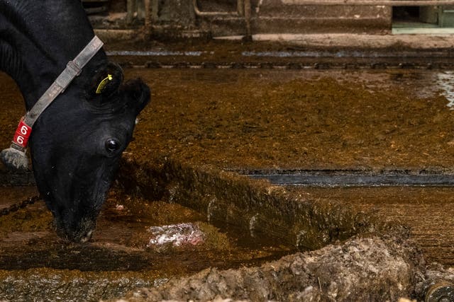 <p>This picture taken on December 6, 2023 shows a machine collecting cow manure at a dairy farm in Taiki of Hokkaido Prefecture. Japan’s space industry opened potentially an udder-ly new chapter on December 7 with a start-up testing a prototype rocket engine that runs on fuel derived purely from a plentiful local source: cow dung</p>