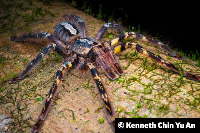 <p>The endangered ornate tiger spider is often available for sale online, a new study finds</p>