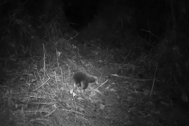 <p>Attenborough's long-beaked echidna, photographed by a camera trap</p>