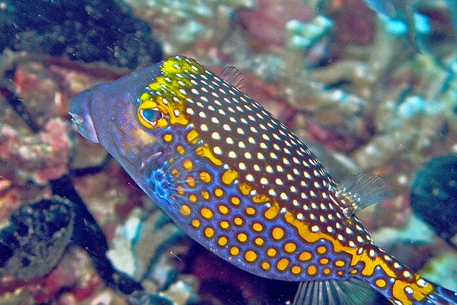 <p>A whitespotted boxfish, similar to the purple boxfish studied in the research</p>